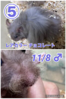 レックス（Rex）｜縮れ毛ロングヘア・希少シリアン【ピュア☆アニマル】の画像11