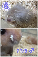 レックス（Rex）｜縮れ毛ロングヘア・希少シリアン【ピュア☆アニマル】の画像12