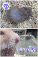 レックス（Rex）｜縮れ毛ロングヘア・希少シリアン【ピュア☆アニマル】の画像13