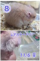 レックス（Rex）｜縮れ毛ロングヘア・希少シリアン【ピュア☆アニマル】の画像14