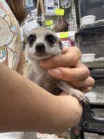 ミーアキャットベビー♂（2026年5月産まれ）超べた馴れ♪の画像5