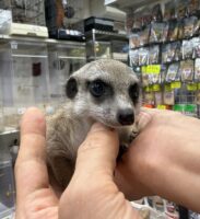 ミーアキャットベビー♂（2026年5月産まれ）超べた馴れ♪の画像7