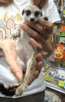 ミーアキャットベビー♂（2026年5月産まれ）超べた馴れ♪の画像1