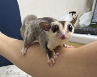 フクロモモンガ ホワイトフェイス♂ タイCB｜東京・大田区の画像5