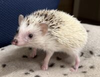 ハリネズミ（国産ベビー：スニップ♀ ）の画像4