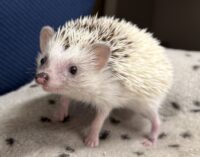ハリネズミ（国産ベビー：スニップ♀ ）の画像1