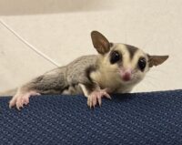 フクロモモンガ ホワイトフェイス♂ タイCB｜東京・大田区の画像8