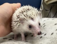 ハリネズミ（国産ベビー：スニップ♀ ）の画像5