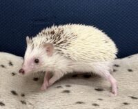 ハリネズミ（国産ベビー：スニップ♀ ）の画像9