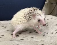 ハリネズミ（国産ベビー：スニップ♀ ）の画像7
