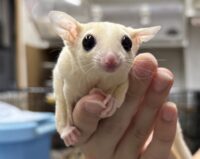 フクロモモンガの画像3