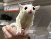 フクロモモンガの画像1