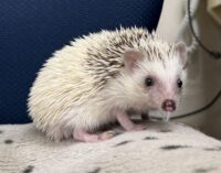 ハリネズミ（国産ベビー：スニップ♀ ）の画像8