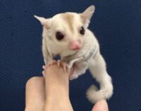フクロモモンガの画像2