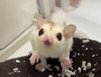 フクロモモンガの画像1