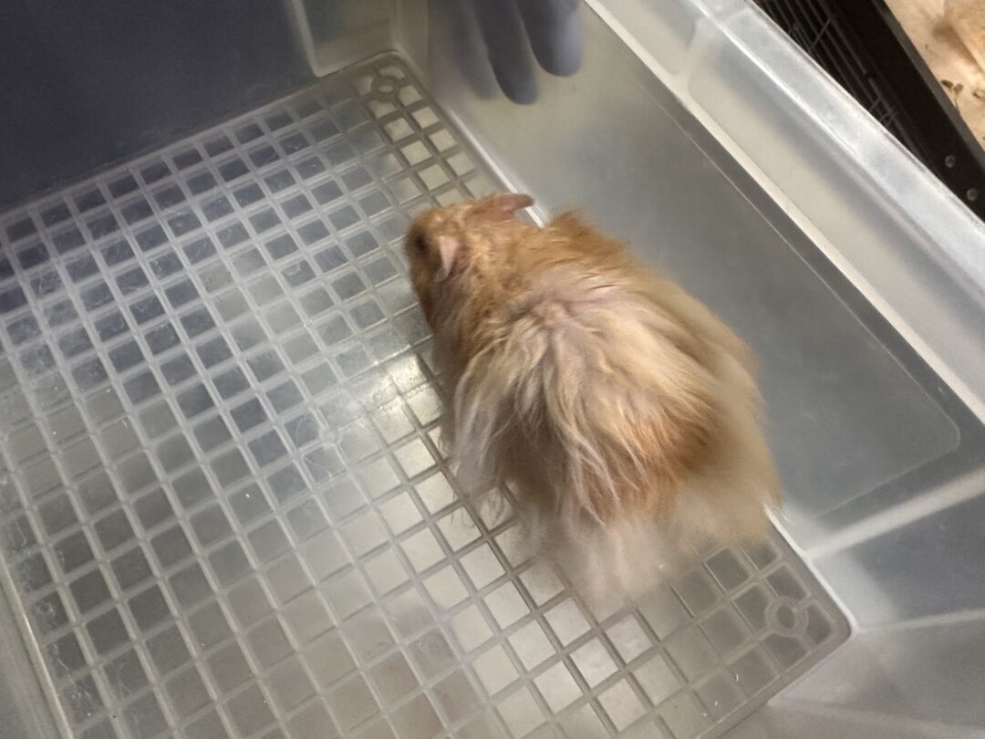 レックス（Rex）｜縮れ毛ロングヘア・希少シリアン【ピュア☆アニマル】のメイン画像