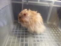 レックス（Rex）｜縮れ毛ロングヘア・希少シリアン【ピュア☆アニマル】の画像1