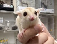 フクロモモンガの画像4