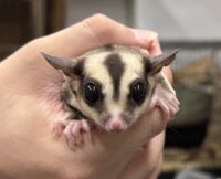フクロモモンガの画像5