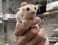 フクロモモンガの画像6