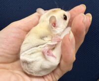 フクロモモンガの画像7