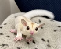 フクロモモンガの画像5