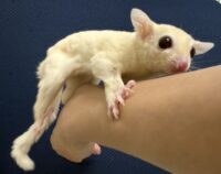 フクロモモンガの画像7