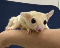 フクロモモンガの画像6