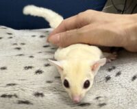 フクロモモンガの画像8