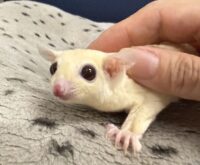 フクロモモンガの画像5