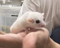 アフリカヤマネの画像3