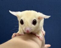 フクロモモンガの画像4