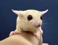 フクロモモンガの画像2