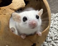 アフリカヤマネの画像4