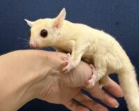 フクロモモンガの画像9