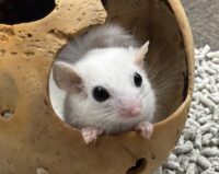 アフリカヤマネの画像1