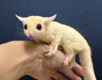 フクロモモンガの画像3