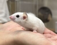 アフリカヤマネの画像11