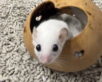 アフリカヤマネの画像7