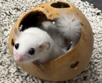 アフリカヤマネの画像3
