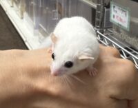アフリカヤマネの画像9