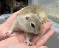 リチャードソンジリスの画像2