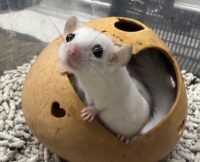 アフリカヤマネの画像5