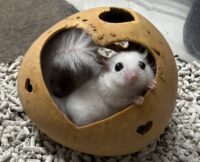 アフリカヤマネの画像2