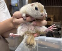 リチャードソンジリスの画像3