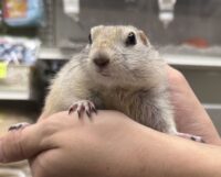 リチャードソンジリスの画像2