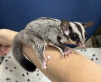 フクロモモンガ　タイ産ベビー♂超懐っこいです♪の画像5