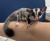 フクロモモンガ　タイ産ベビー♂超懐っこいです♪の画像2