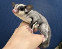 フクロモモンガ　タイ産ベビー♂超懐っこいです♪の画像3