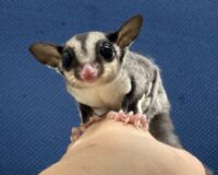 フクロモモンガ　タイ産ベビー♂超懐っこいです♪の画像4